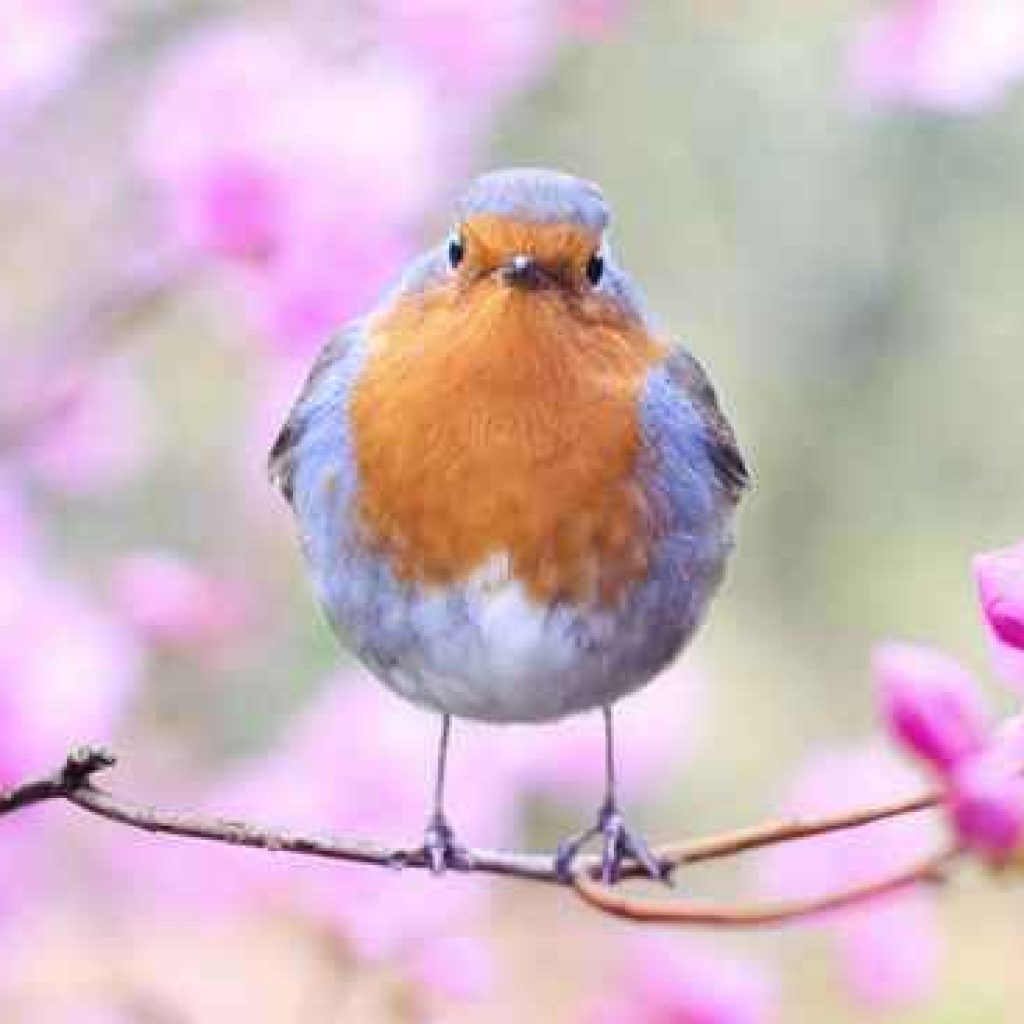 bird with spring blossoms